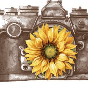 Sunshine Photography